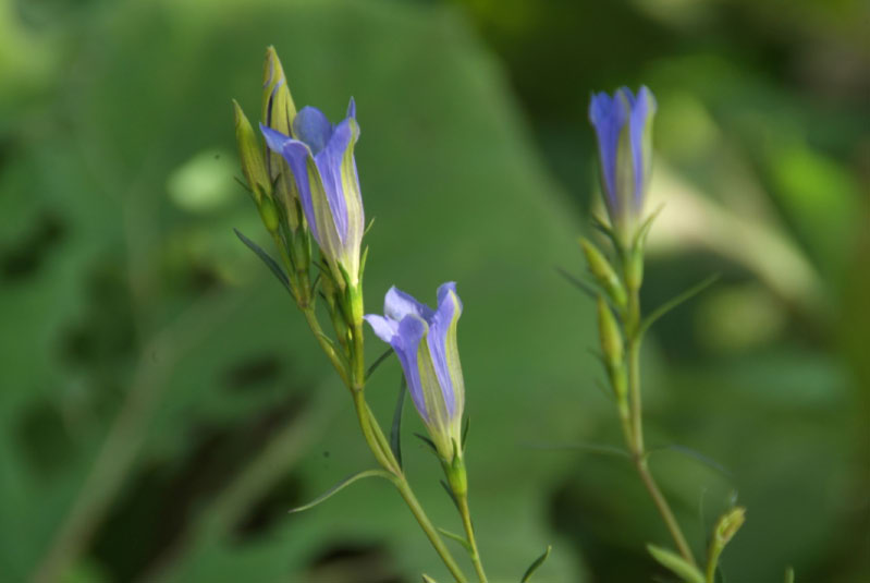 Gentiana pneumonantheKlokjesgentiaan bestellen